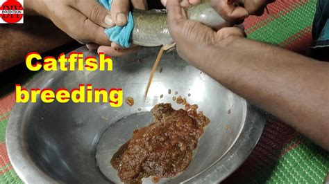 Catfish Production Method Fish Breeding Diy Invention Youtube