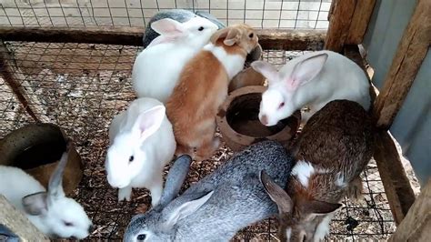 Avoid These Common Mistakes In Rabbit Farming For Success Youtube