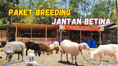 Paket Breeding Domba Cross Texel Merino Dll Jt Mulai Dari