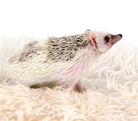 African Pygmy Hedgehog by ContemporaryCreator on DeviantArt