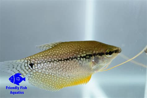 Pearl Gourami For Sale In Harlow Essex Friendly Fish Aquatics