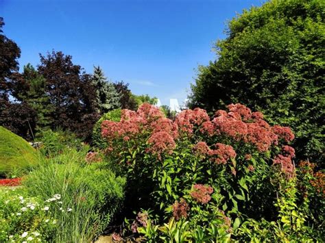 Sadziec Plamisty Atropurpureum Eupatorium Maculatum ALBAMAR