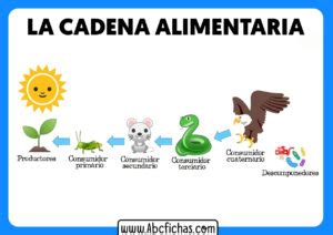 La Cadena Alimentaria Para Ni Os Abc Fichas