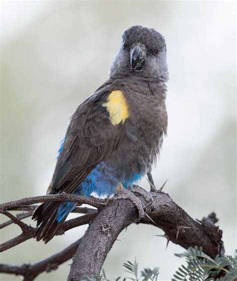 Ruppell's Parrot | Parrot, Parrot bird, Beautiful birds