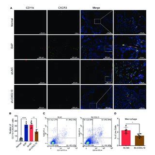 Flow Cytometry And Immunofluorescence Analysis For Macrophages In The