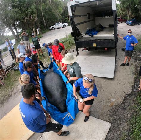 Pictures: Manatee and calf released in Volusia after SeaWorld Orlando