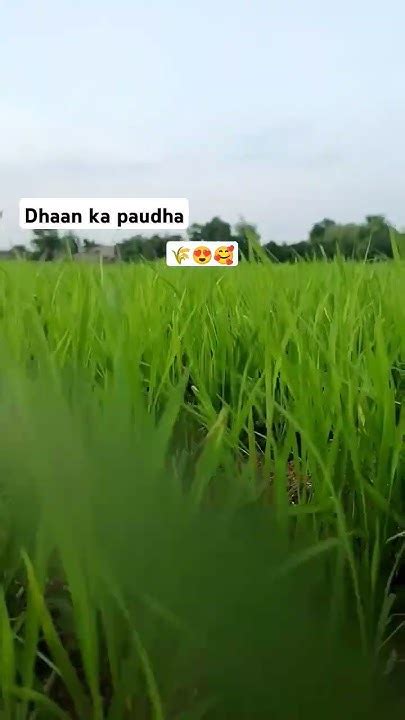 Farming Short Video Farming 🌾🌾🌾 Youtube