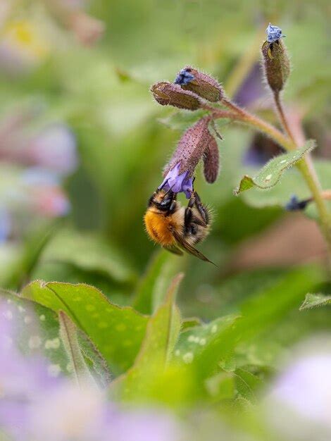 Premium Photo Close Up Of Bee Pollinating On Flower