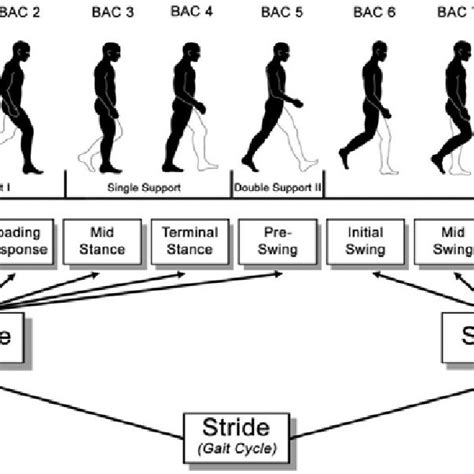 Phases of Gait Cycle [8]. | Download Scientific Diagram