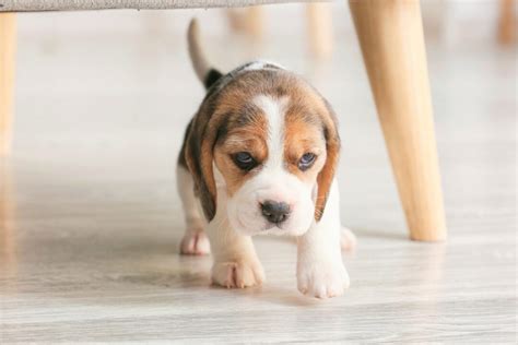 10 Best Beagle Breeders (2024): Our Top 10 Picks!