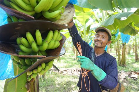 One Step Further for the Wellbeing of Banana Workers | Rainforest Alliance