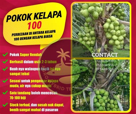 Benih Pokok Kelapa Api Food And Drinks Fresh Produce On Carousell