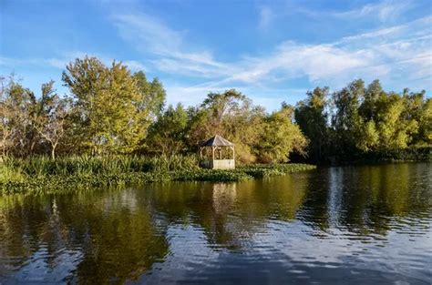 Louisiana bayou Stock Photos, Royalty Free Louisiana bayou Images ...