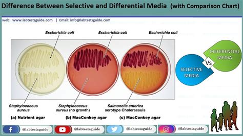 Microbiology Media Chart