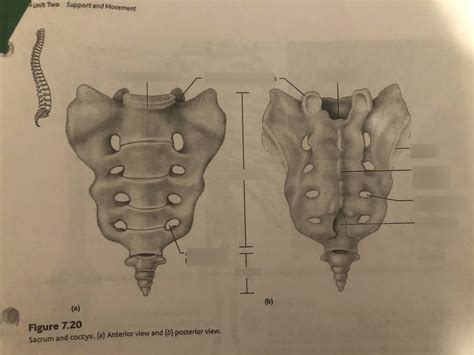 Figure 7.20- Sacrum and Coccyx Diagram | Quizlet