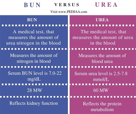 Practica De Urea Y Creatina Cual Es La Diferencia Entre Bun Y Hot Sex