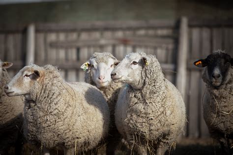 Anthrax confirmed in southern Saskatchewan sheep - WCVM Today - Western ...