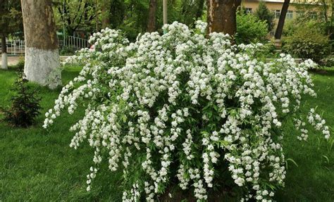 Кустарники с фото и названием: Декоративные кустарники для сада с фото ...