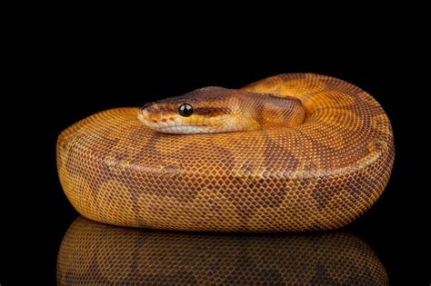 a large brown snake with black background