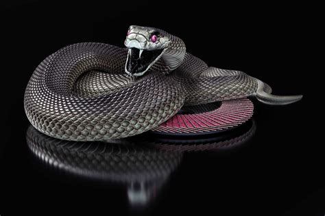 Black Mamba Wallpapers - Wallpaper Cave