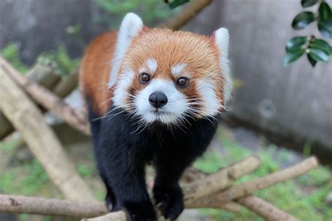 レッサーパンダ（シセンレッサーパンダ） 平川動物公園公式サイト