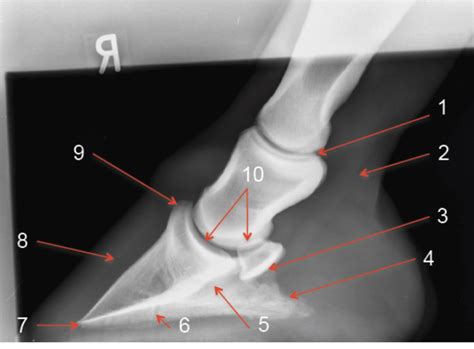 Radio II Final Equine Foot Diagram Quizlet