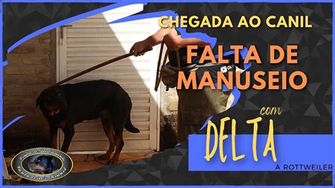 DELTA Rottweiler Chegada Ao Canil YouTube