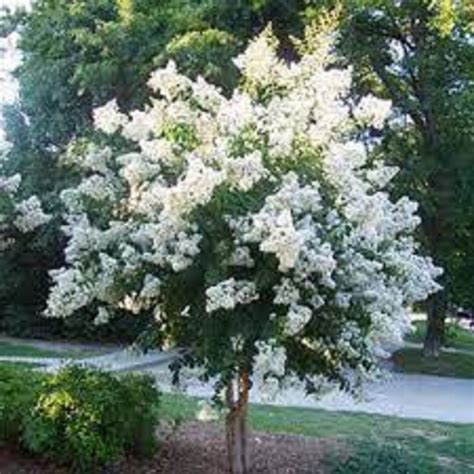 10 White Natchez Crape Myrtle Unrooted Cuttings Sale On All Orders