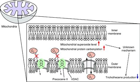 Schematic Representation Of The Putative Mechanism Of Action Of