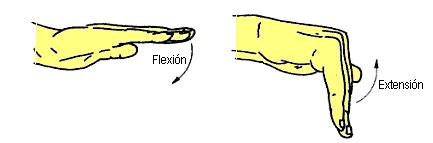 Flexin Extensin Hombro Anlisis De Movimientos