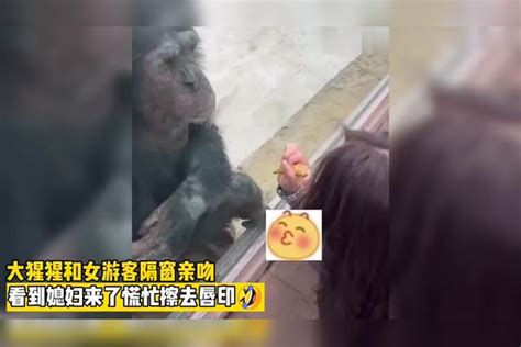 妻管严猩猩！大猩猩和女游客隔窗亲吻，看到媳妇来了慌忙擦去唇印搞笑cp欢乐多戏精的日常媳妇游客猩猩