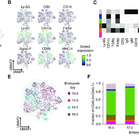 Fetal Immune Cell Characterization At The Maternal Fetal Interface A