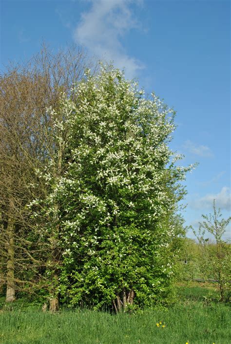 Prunus Padus European Bird Cherry Van Den Berk Viviros