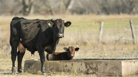 Premium Photo A Cow And Her Calf Stand In Front Of A Driedup Water