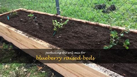 Perfecting The Soil Mix For Blueberry Raised Beds | ShunCy