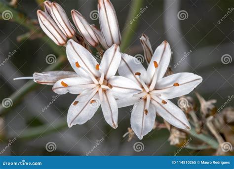 Asphodelus Ramosus (branched Asphodel) Flower Stock Image - Image of ...