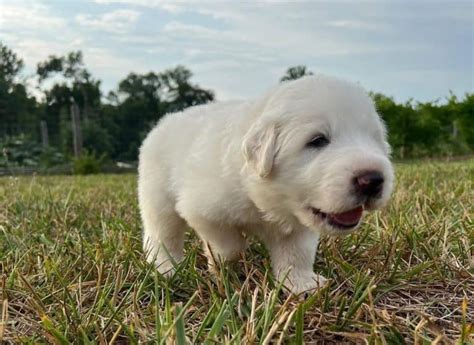 Great Pyrenees Growth And Weight Chart Male And Female The Complete Guide K9 Web