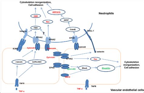 Summary Diagram Showing Ephrin Receptor Signalling In Vascular