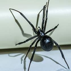 What Poisonous Spiders Do We Have In Tennessee?