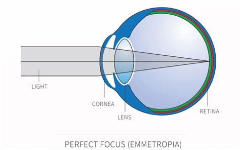 The Human Eye Explained The Wimpole Eye Clinic