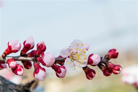 Where to See Cherry Blossoms in Seoul (6 Best Spots)