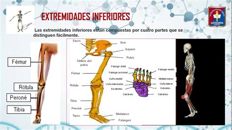 Anatomia Extremidad Superior E Inferior Images And Photos Finder