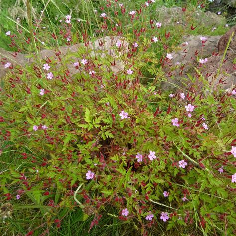 Geranium Robertianum Herbe Robert G Ranium Bisannuel Feuillage