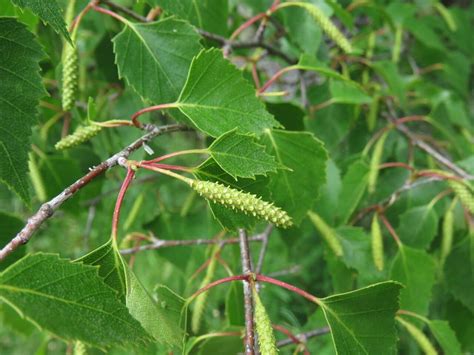 How To Grow Betula Pendula Earthone