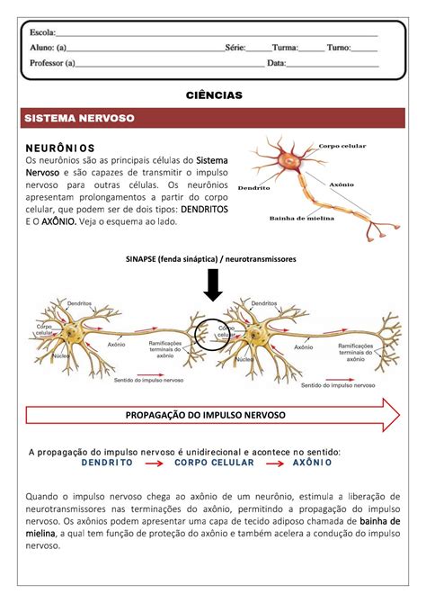 Sistema Nervoso Atividade 6 Ano Braincp