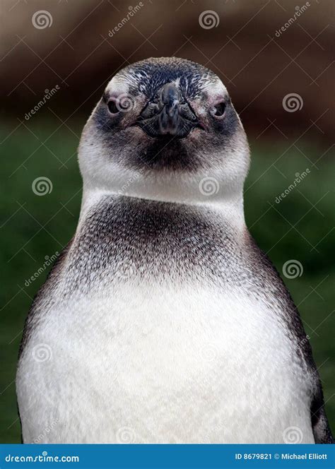 Penguin face stock image. Image of feathered, symmetrical - 8679821