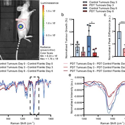 Bli And Raman Monitoring Of Pdt Efficacy For Sw Tumours A