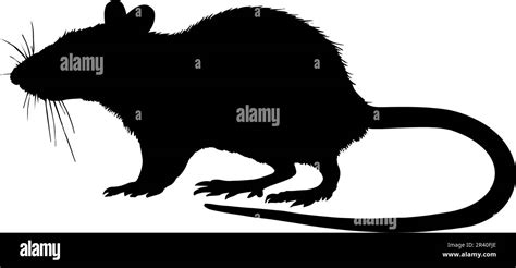 Rat Silhouette Isolated On White Background Vector Illustration Stock