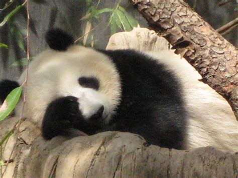 photo: Sleeping Panda - by noromdiam