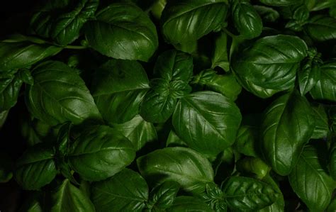 10 Types of Basil Plants (Guide to Different Variations) - Fresh Exchange